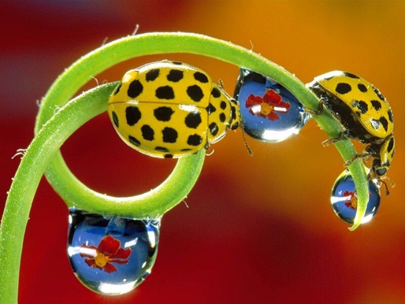Ladybugs on a green stem
