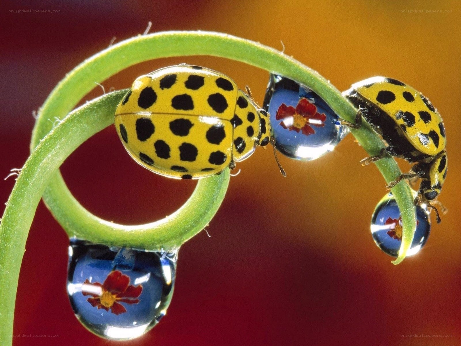 Ladybugs on a green stem