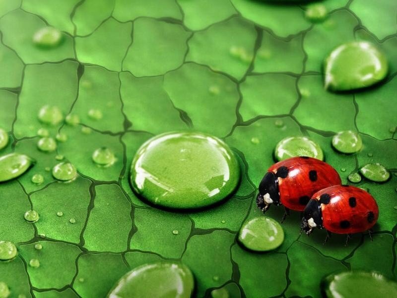 Ladybugs on a leaf