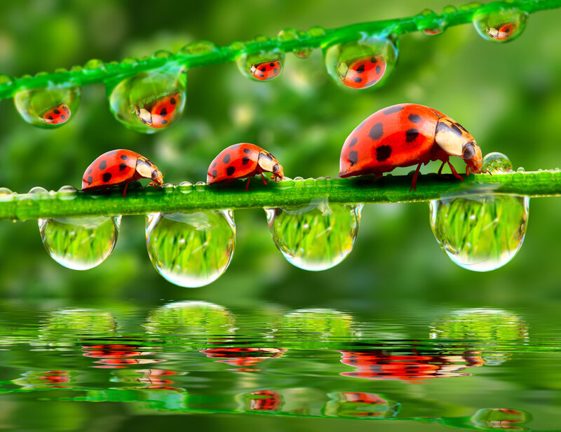 Ladybugs on a Leaf — Green, Serene, Morning, Photograph