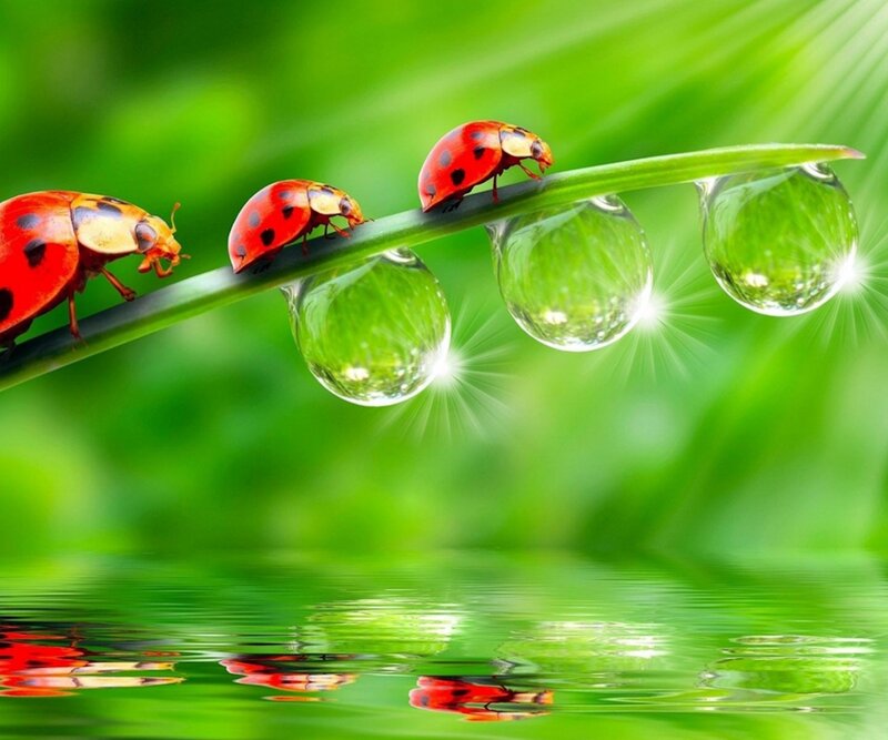 Ladybugs on a Leaf — Green, Serene, Morning