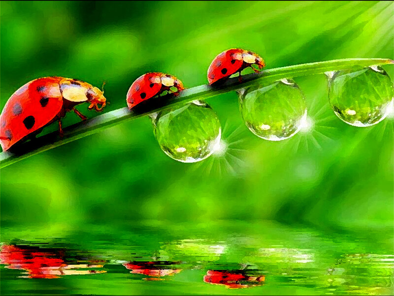 Ladybugs on a Leaf — Green, Serene