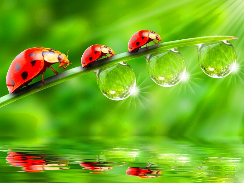 Ladybugs on a Leaf — Green