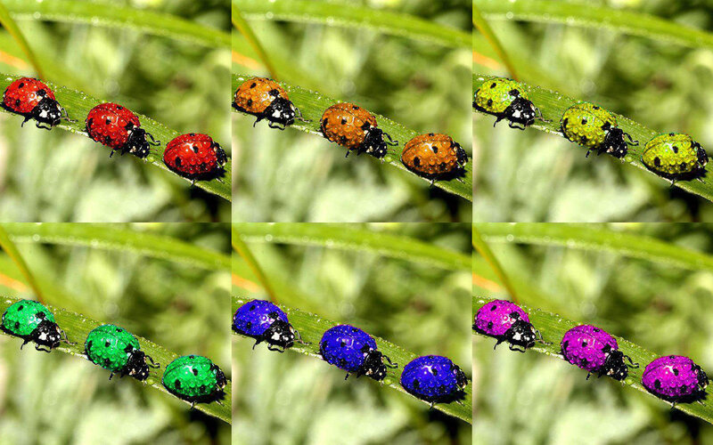Ladybugs on a Leaf — Red