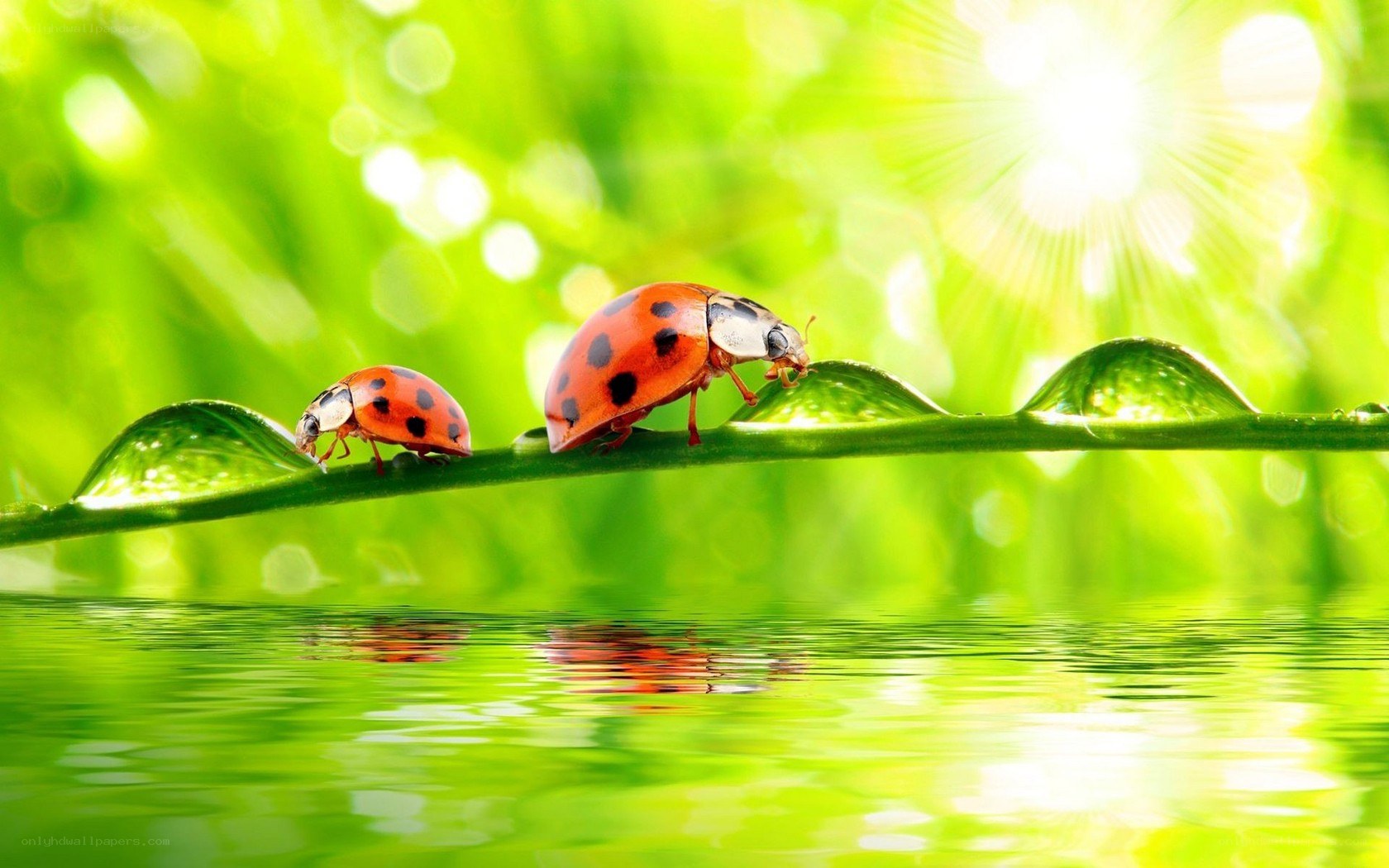 Ladybugs on a leaf with water droplets