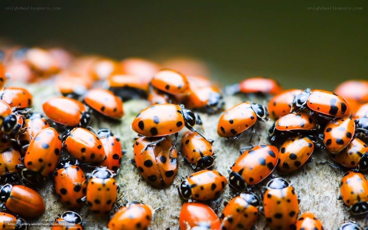 Ladybugs on a log
