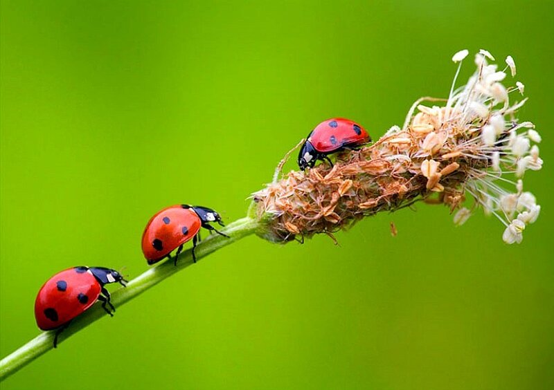 ladybugs on a plant stem