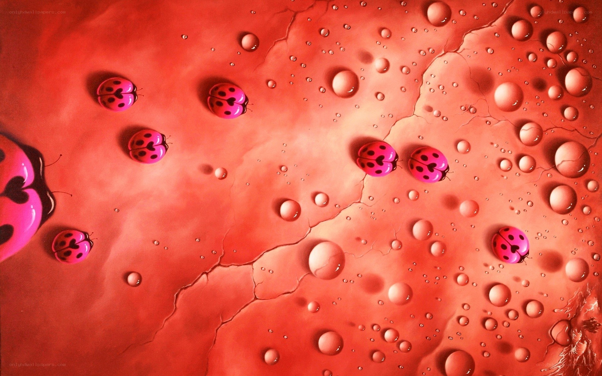Ladybugs on a red surface