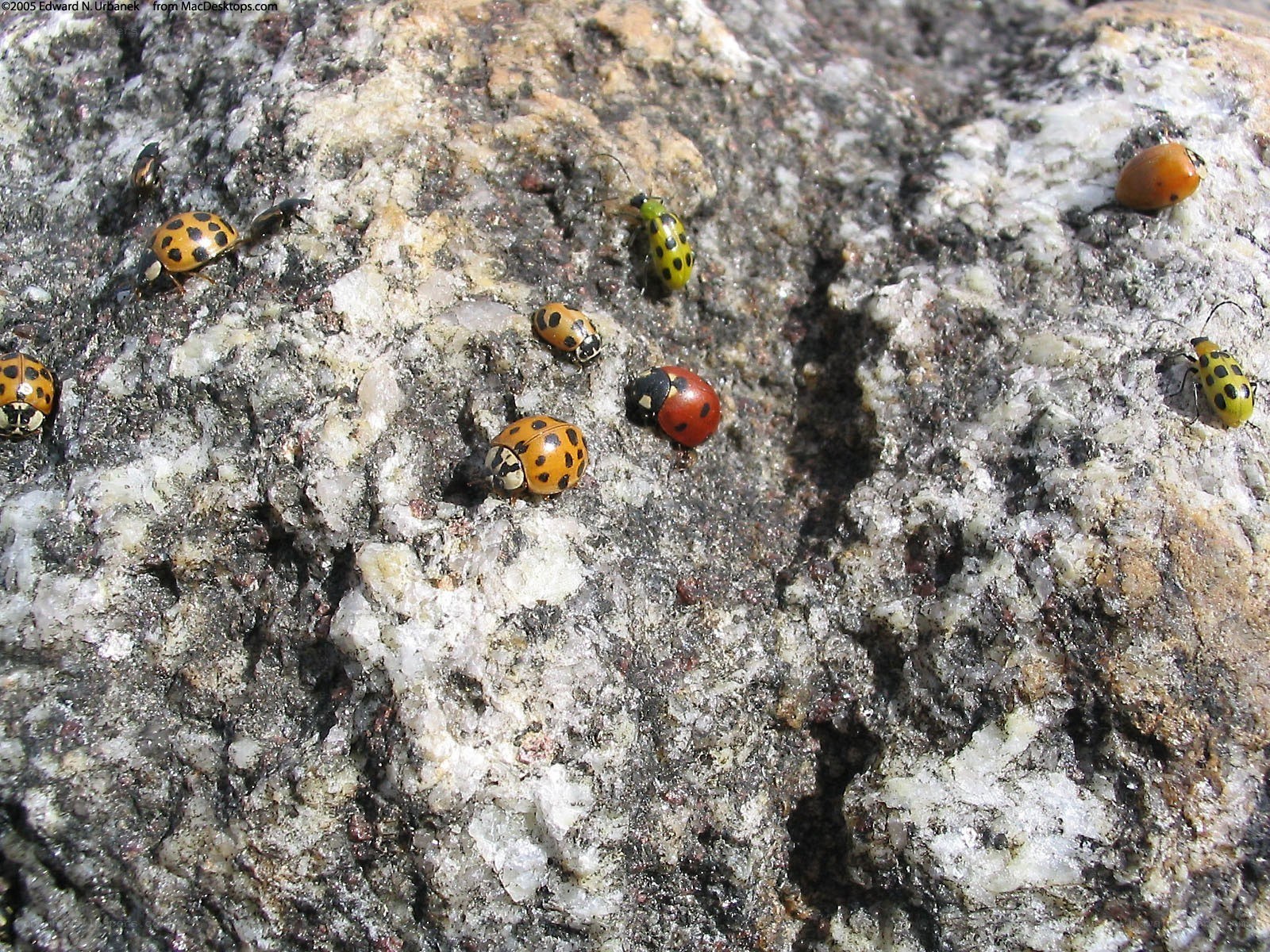 ladybugs on a rock