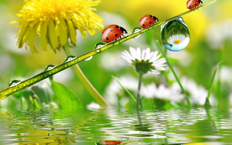 Ladybugs on a Stem — Green, Serene, Morning