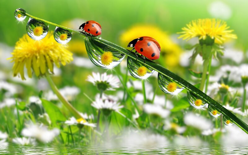 Ladybugs on a Stem — Green, Serene