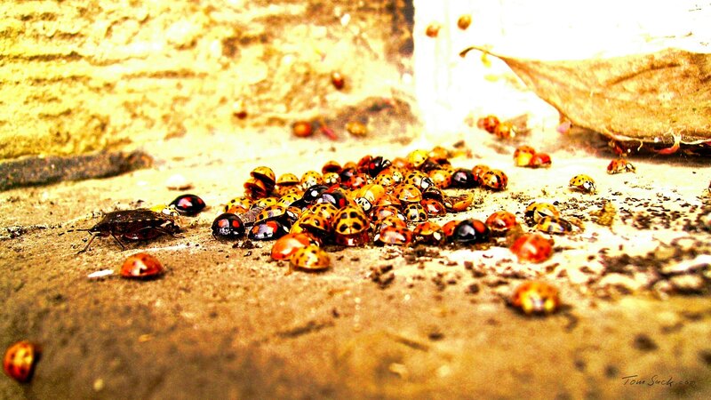 ladybugs on a stone surface