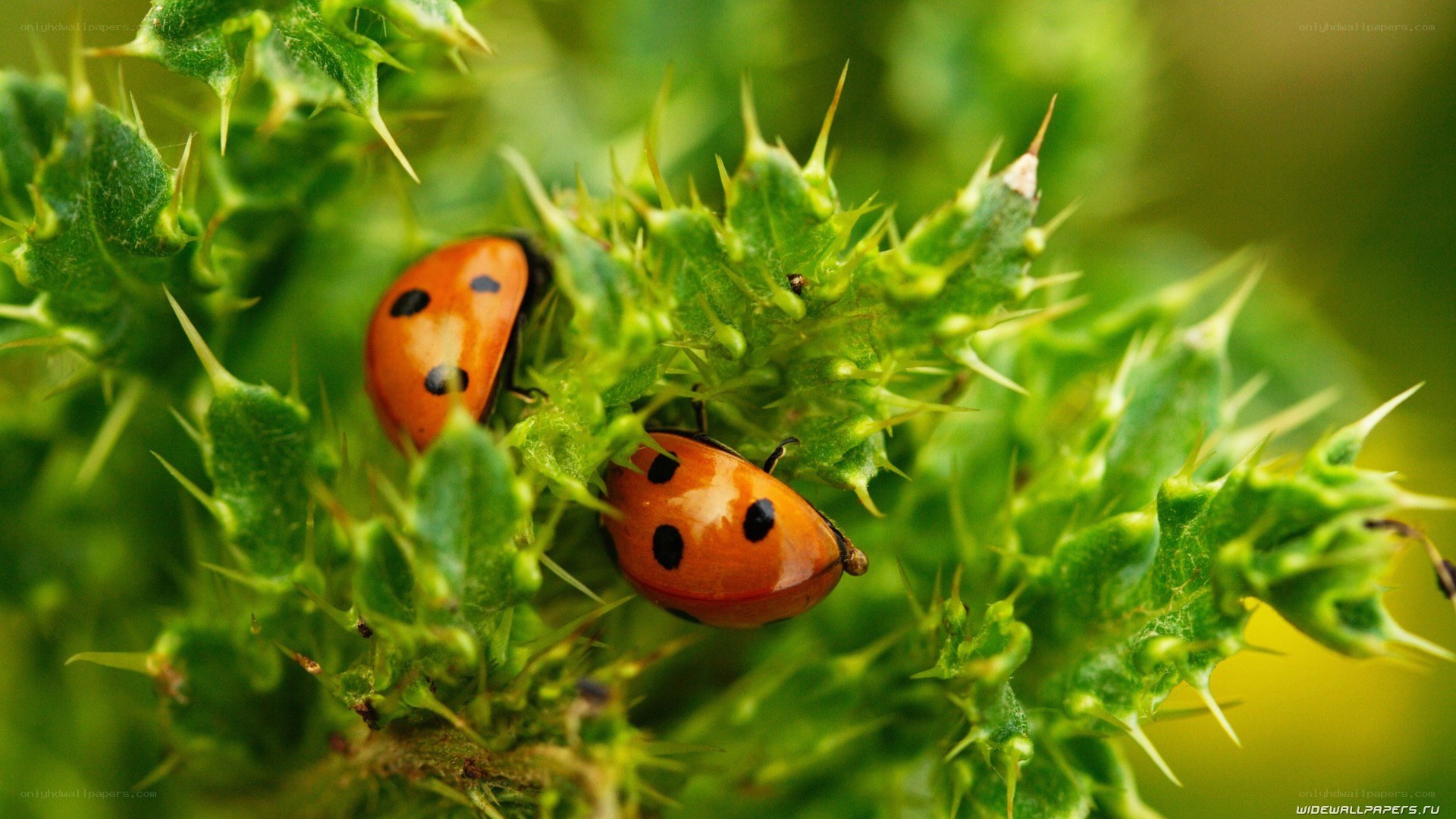 ladybugs on a thistle plant