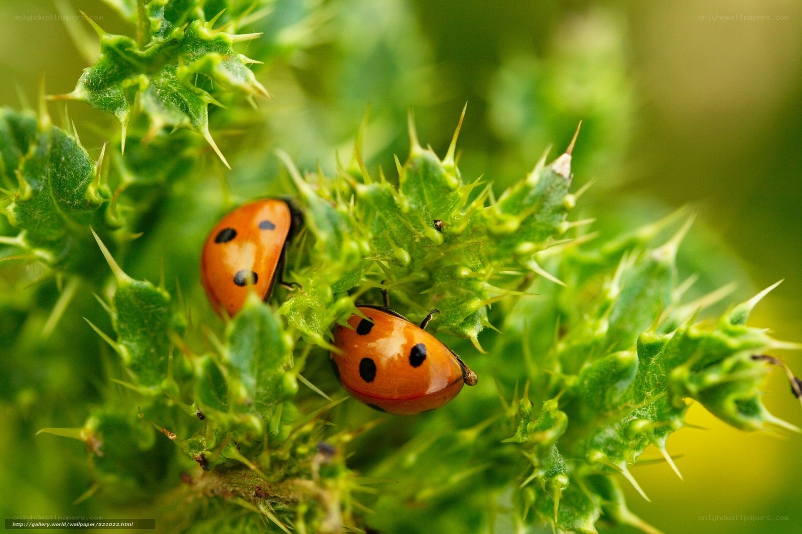 Ladybugs on a thistle plant