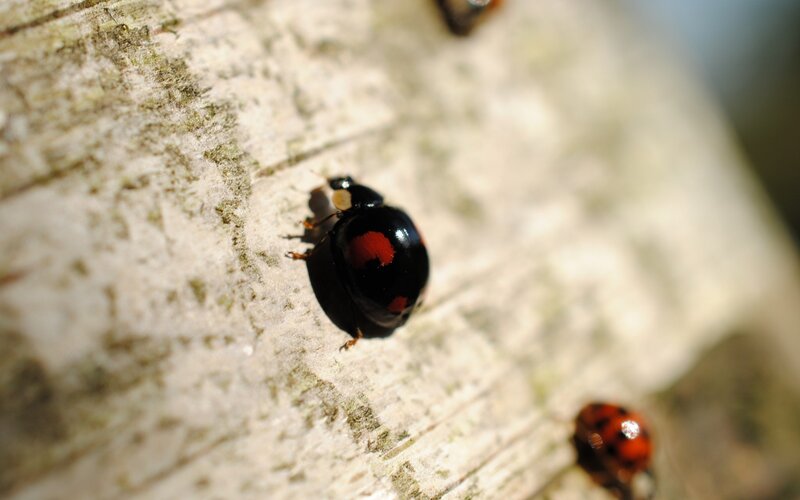 ladybugs on a tree trunk
