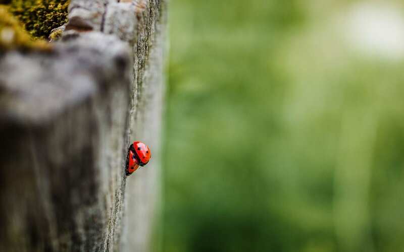 ladybugs on a wooden fence