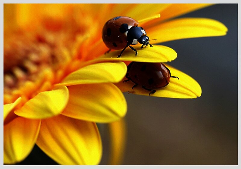 Ladybugs on a yellow flower