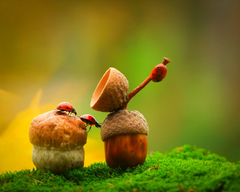 Ladybugs on Acorns