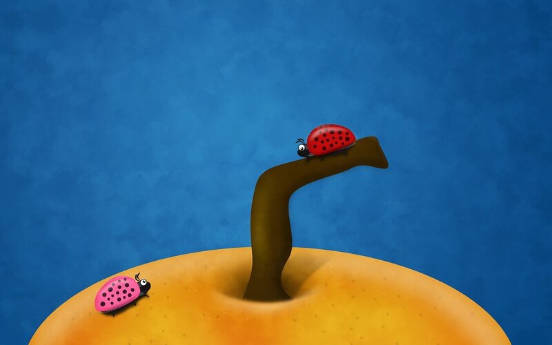 Ladybugs on an apple
