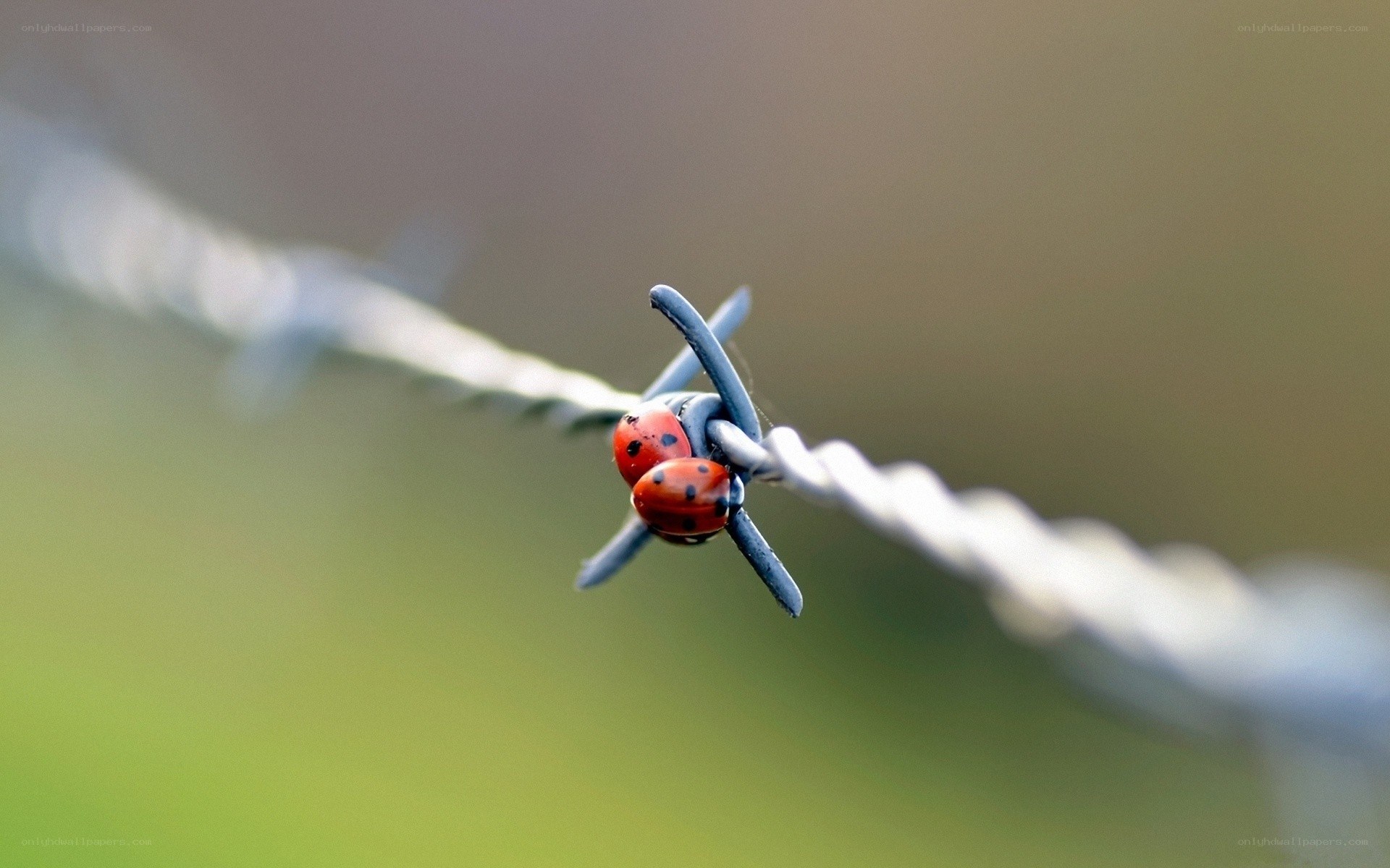 Ladybugs on barbed wire