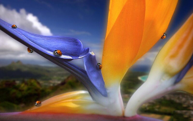 Ladybugs on Bird of Paradise — Blue