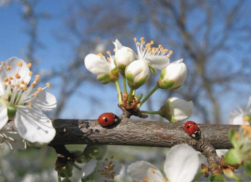 Ladybugs on Blossoming Branch
