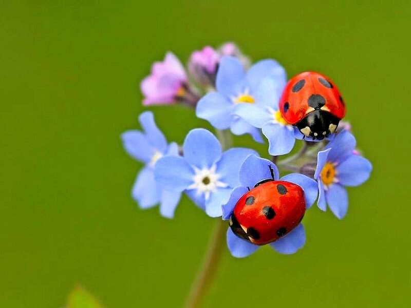 Ladybugs on blue flowers
