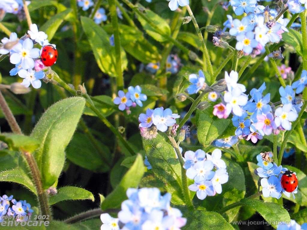 Ladybugs on blue flowers