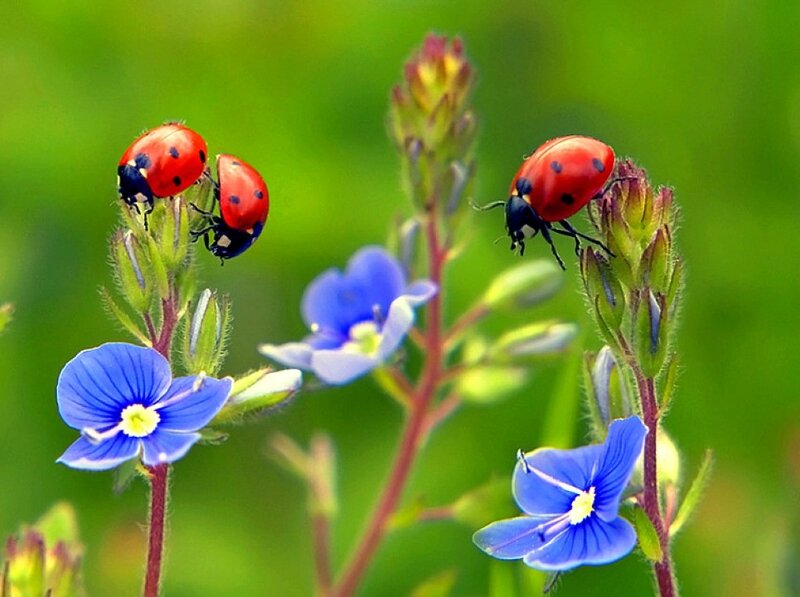 Ladybugs on Blue Flowers — Calm