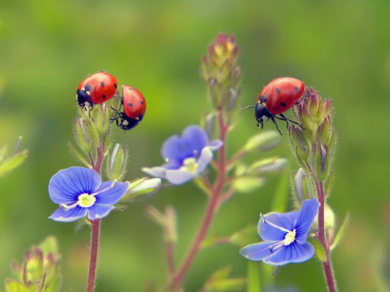 Ladybugs on Blue Flowers — Serene, Spring, Photograph, Insects, Plants
