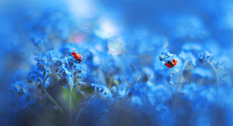 Ladybugs on Blue Flowers — Serene, Spring, Photograph