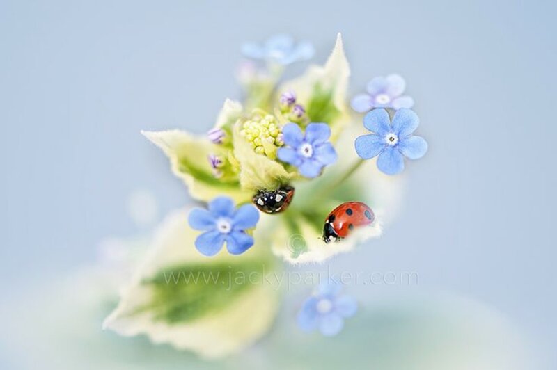 Ladybugs on Blue Flowers — Serene, Spring