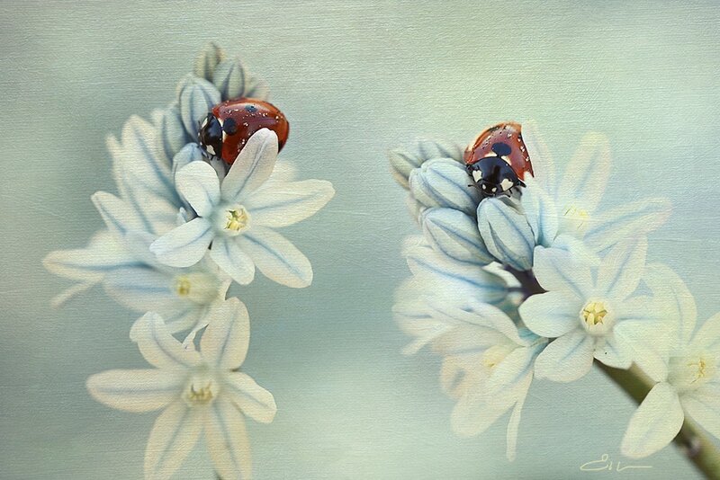 Ladybugs on Blue Flowers — Serene