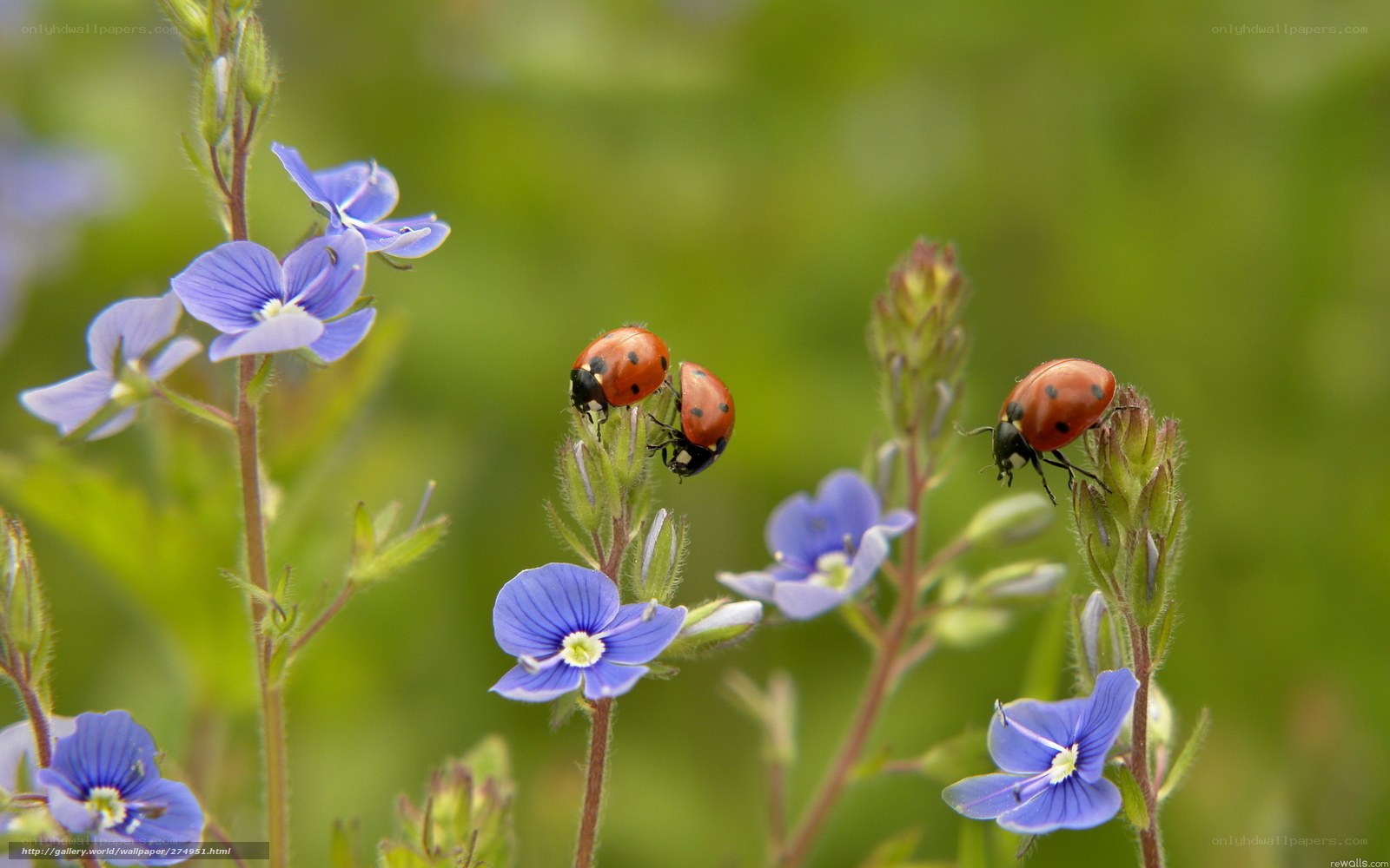 ladybugs on blue flowers