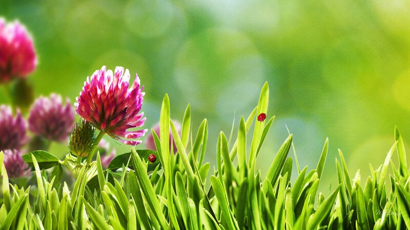 Ladybugs on Clover