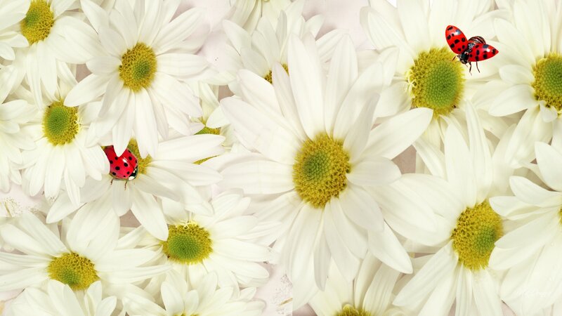 Ladybugs on Daisies