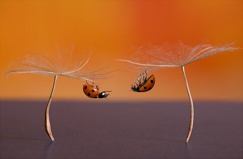 Ladybugs on Dandelion Seeds