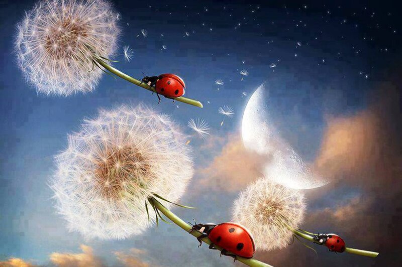 Ladybugs on Dandelions — Blue, Serene