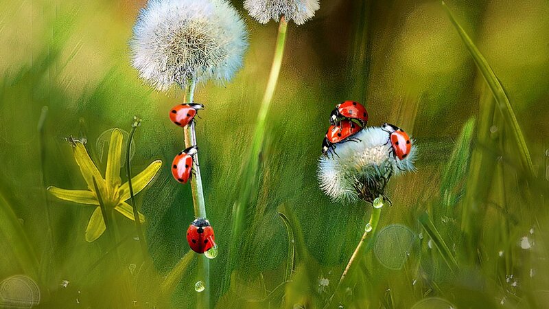 Ladybugs on Dandelions