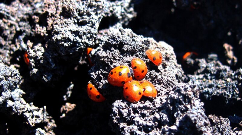 ladybugs on dark rock