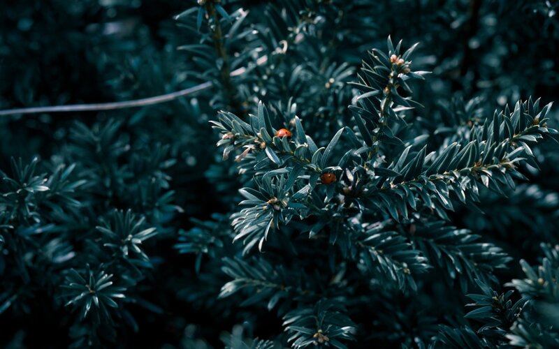 Ladybugs on Evergreen Branch — Green