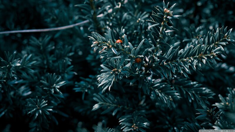 Ladybugs on Evergreen Branch