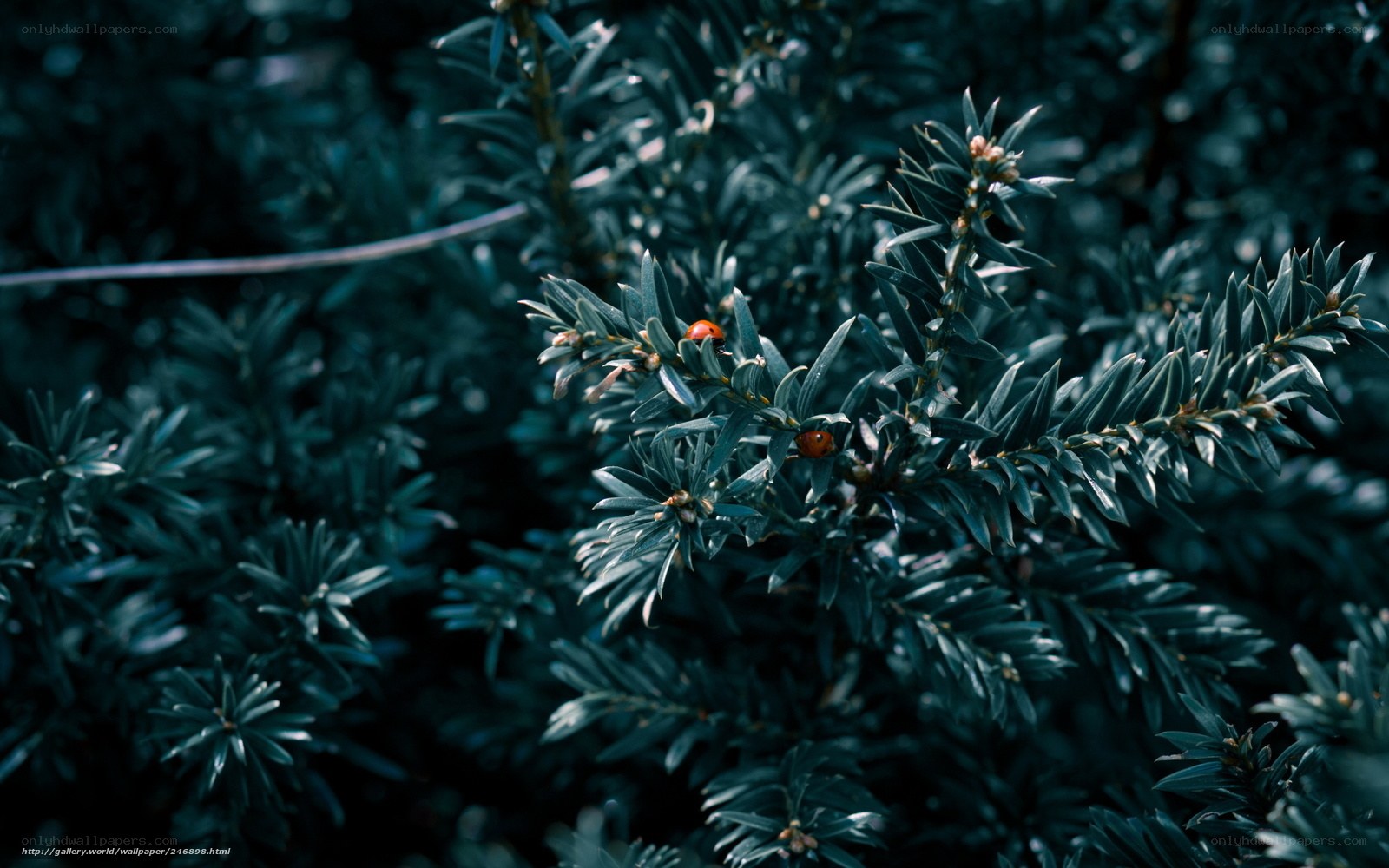 ladybugs on evergreen branches
