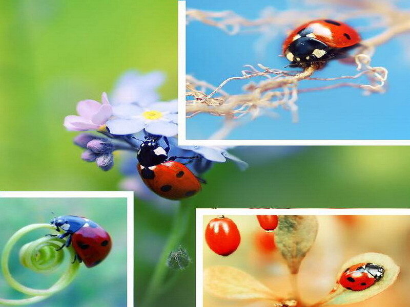 Ladybugs on flowers and plants