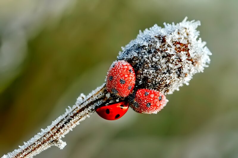 Ladybugs on Frosty Branch