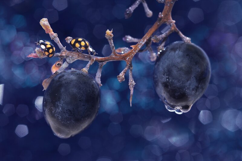 Ladybugs on Grapes