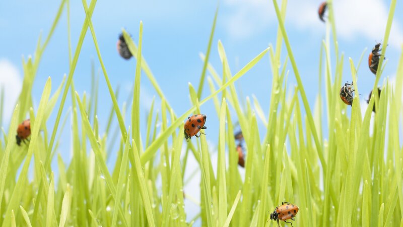 ladybugs on green grass