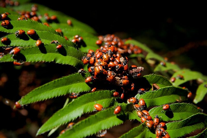 Ladybugs on Green Leaf — Dramatic