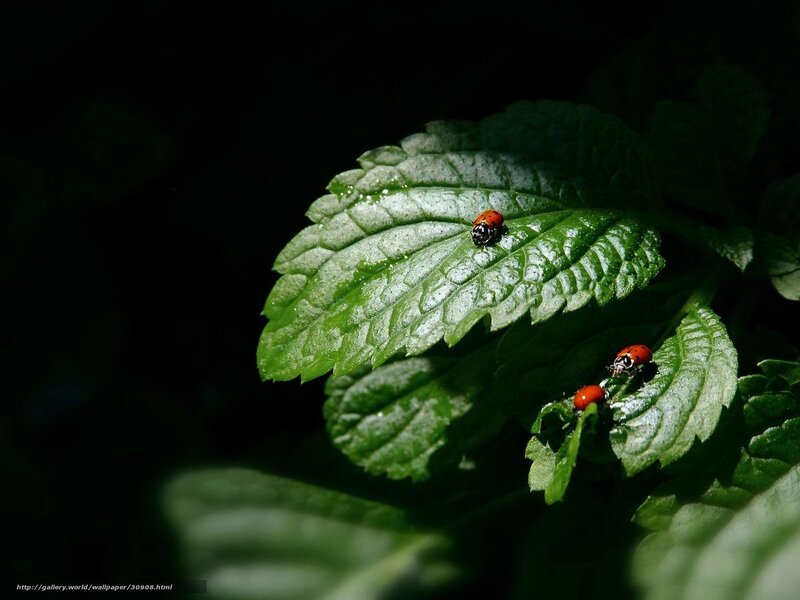 Ladybugs on Green Leaf