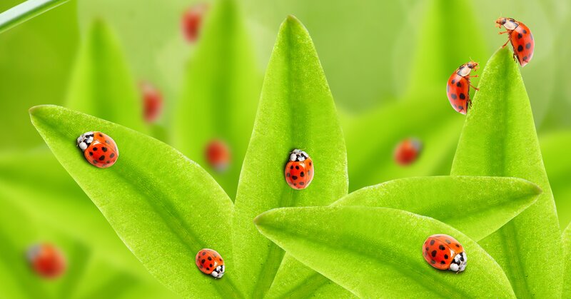 Ladybugs on Green Leaves — Calm, Spring